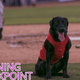 Image for article titled Let The Dog Do His Job, You Jerk